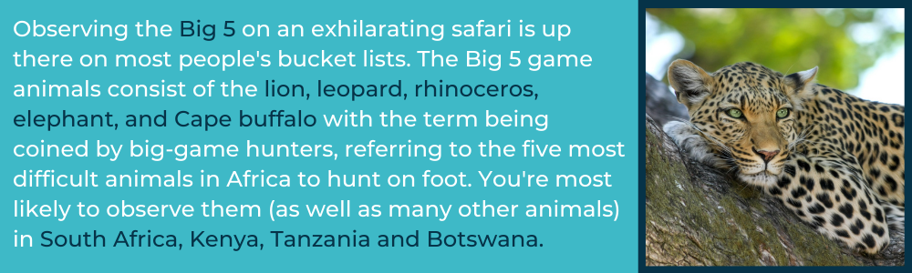 big 5 safari south africa