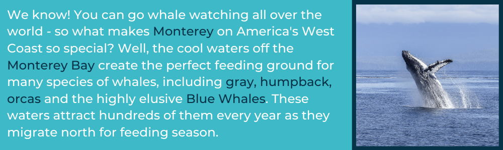 whale watching monterey california